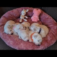 Bichon Frise - Both