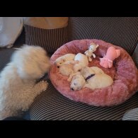 Bichon Frise - Both