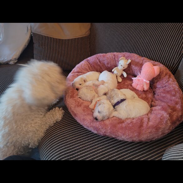 Bichon Frise - Both