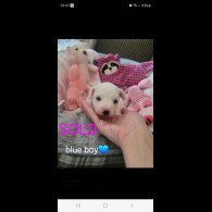 Bichon Frise - Both