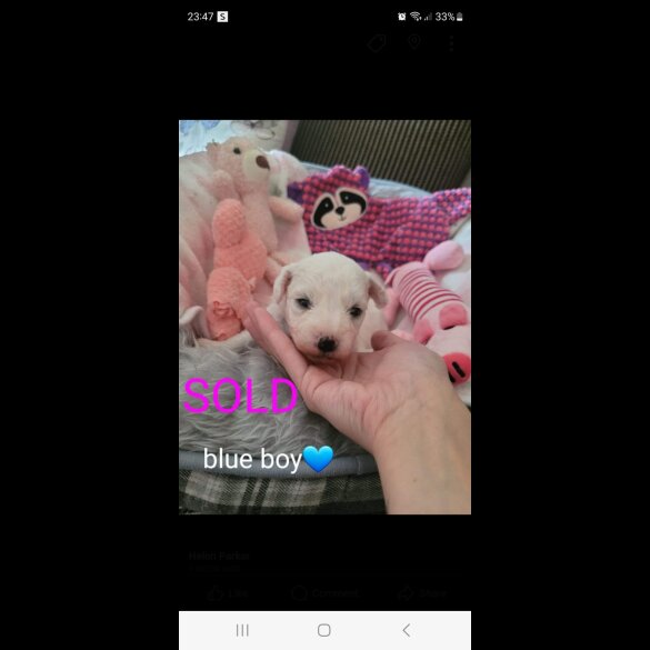 Bichon Frise - Both