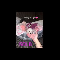 Bichon Frise - Both