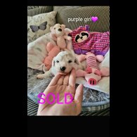 Bichon Frise - Both