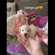 Bichon Frise - Both