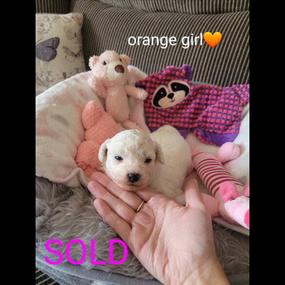 Bichon Frise - Both