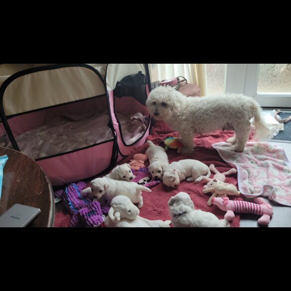 Bichon Frise - Both