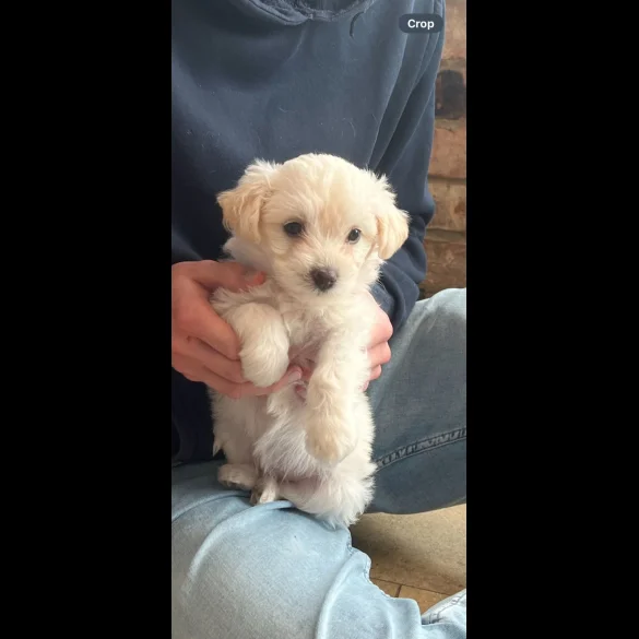 Bichon Frise - Both