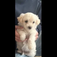Bichon Frise - Both