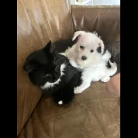 Bichon Frise - Both