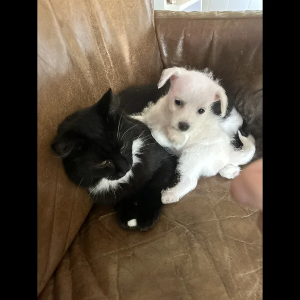 Bichon Frise - Both