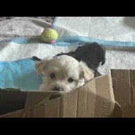 Bichon Frise - Both