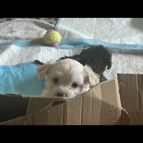 Bichon Frise - Both