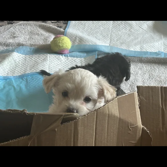 Bichon Frise - Both