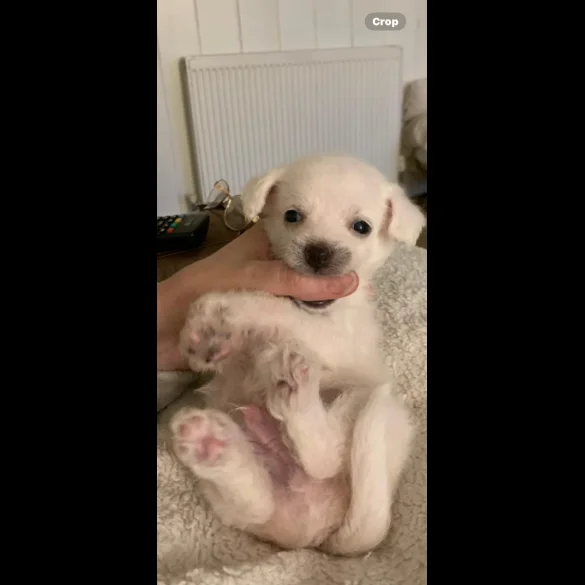 Bichon Frise - Both
