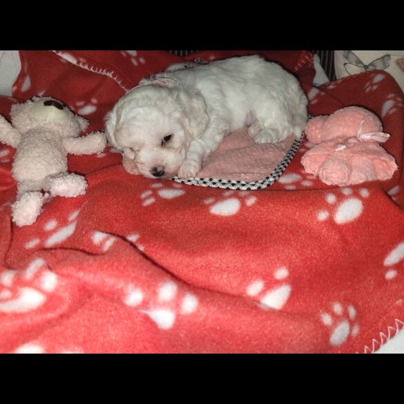 Bichon Frise - Both
