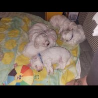 Bichon Frise - Both