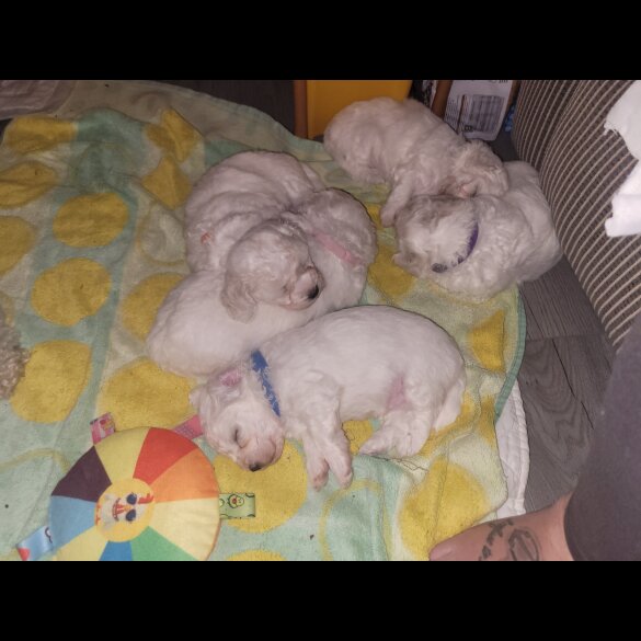 Bichon Frise - Both