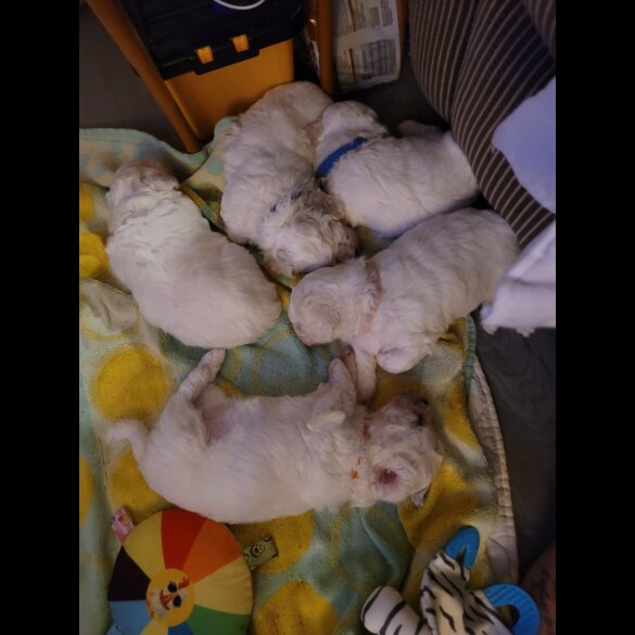 Bichon Frise - Both