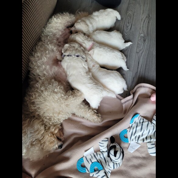 Bichon Frise - Both