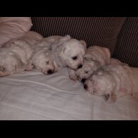 Bichon Frise - Both