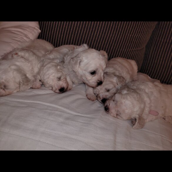 Bichon Frise - Both