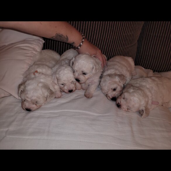 Bichon Frise - Both