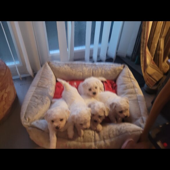 Bichon Frise - Both