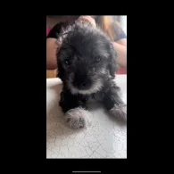 Bichon Frise - Both
