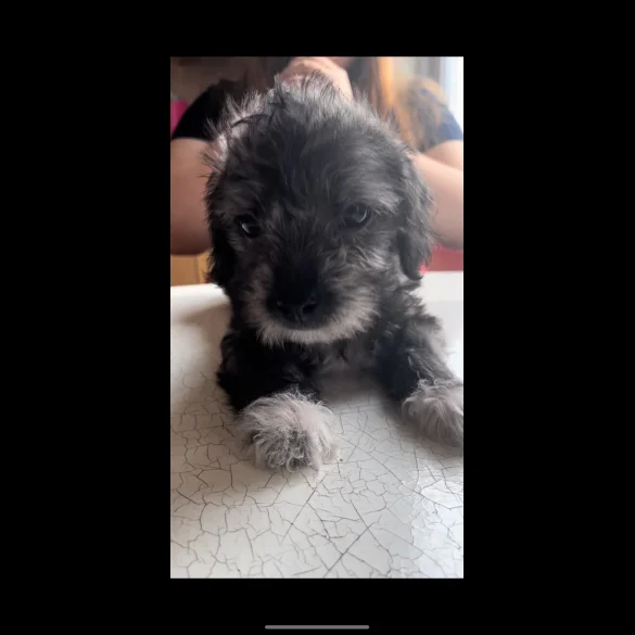 Bichon Frise - Both