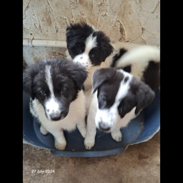 Border Collie - Both