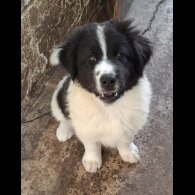 Border Collie - Both