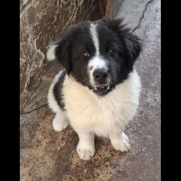 Border Collie - Both