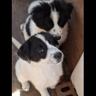 Border Collie - Both