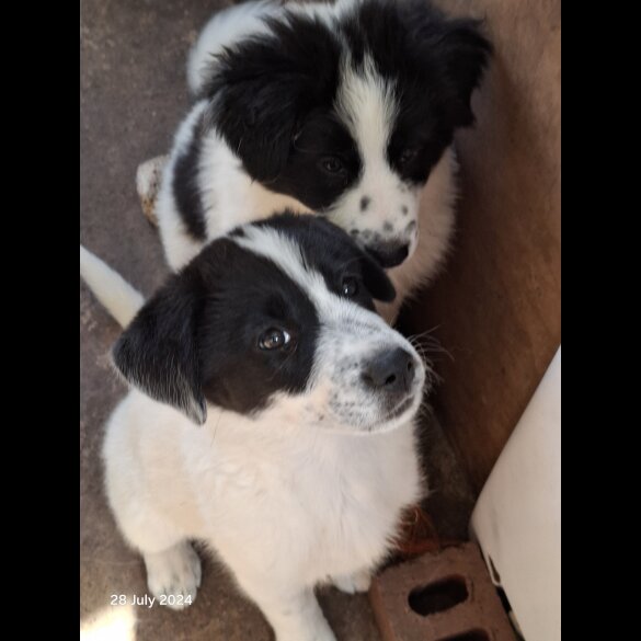 Border Collie - Both