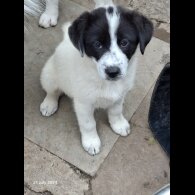 Border Collie - Both