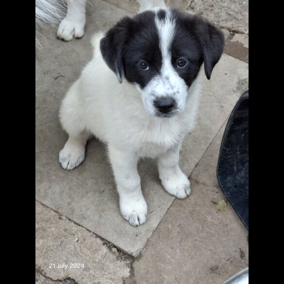 Border Collie - Both