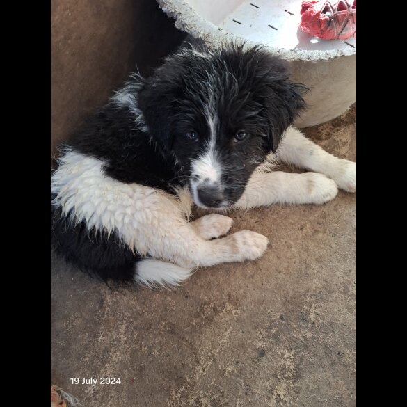 Border Collie - Both