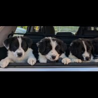Border Collie - Both