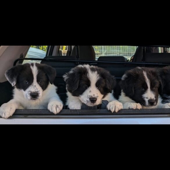 Border Collie - Both