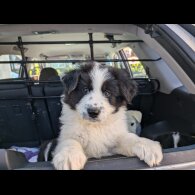 Border Collie - Both