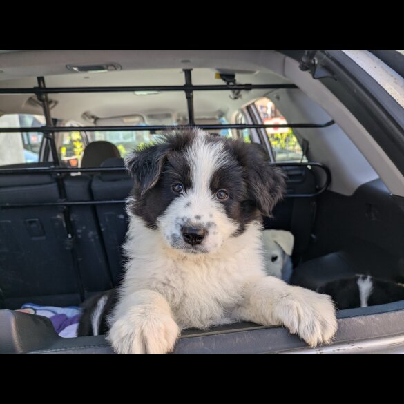 Border Collie - Both