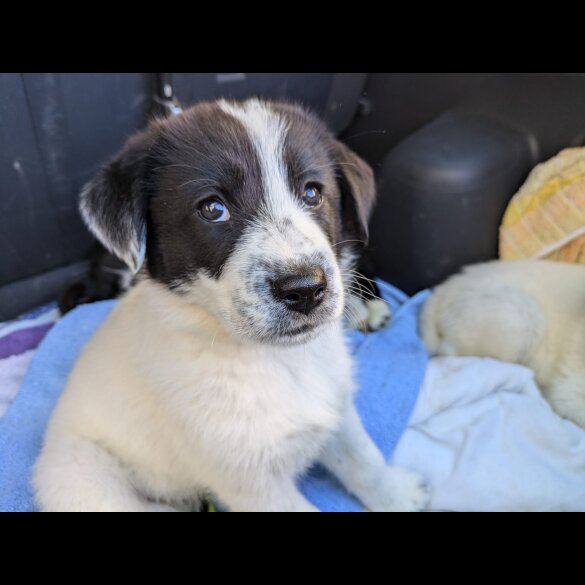 Border Collie - Both