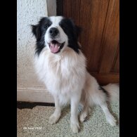 Border Collie - Both