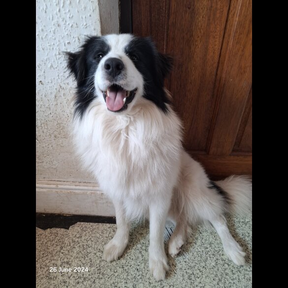 Border Collie - Both