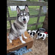 Border Collie - Both