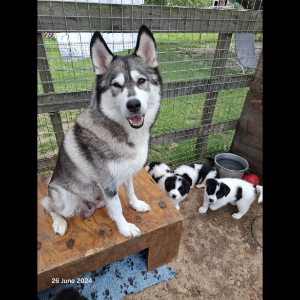 Border Collie - Both