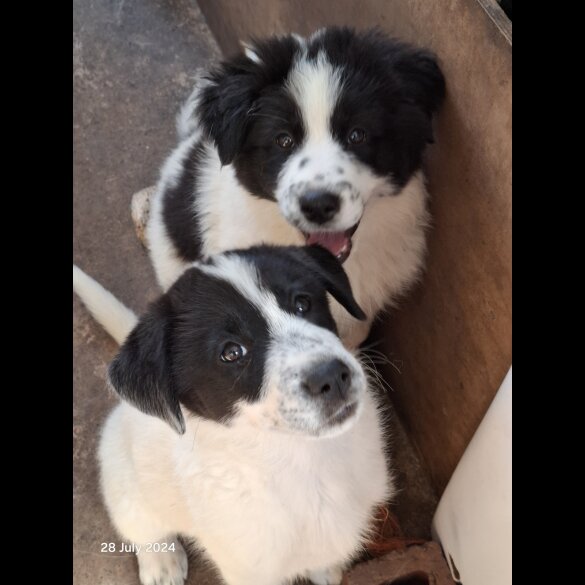 Border Collie - Both