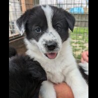 Border Collie - Both