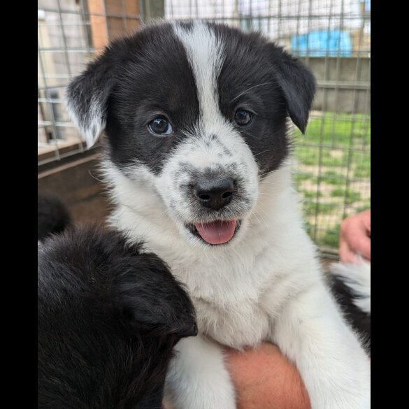 Border Collie - Both