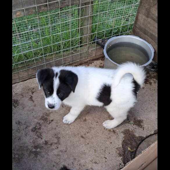 Border Collie - Both